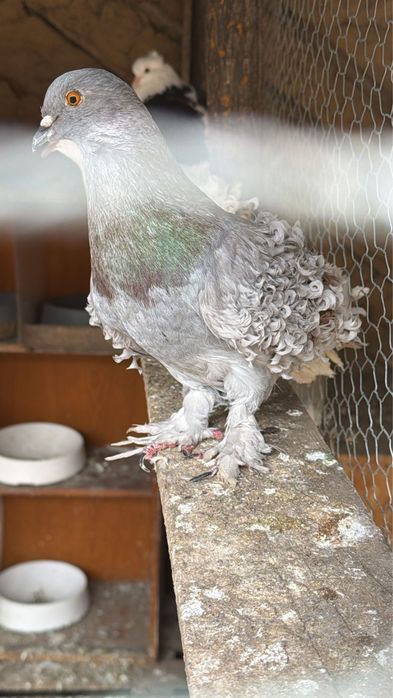 Porumbei creti francezi si maghiari