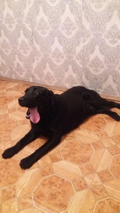 Вязка собаки Лабрадор Ретривер