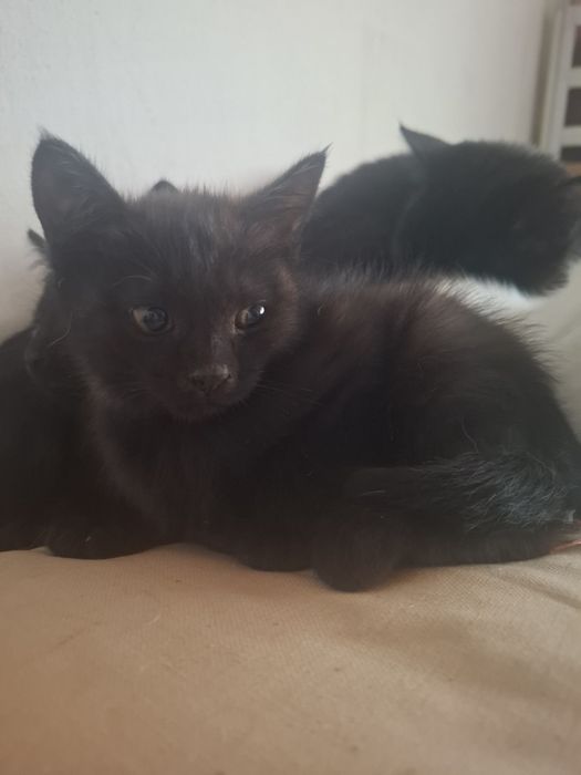 Котята в добрые руки.