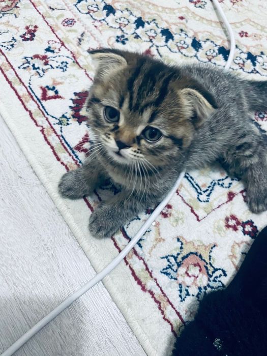 Кошки, красивые послушные