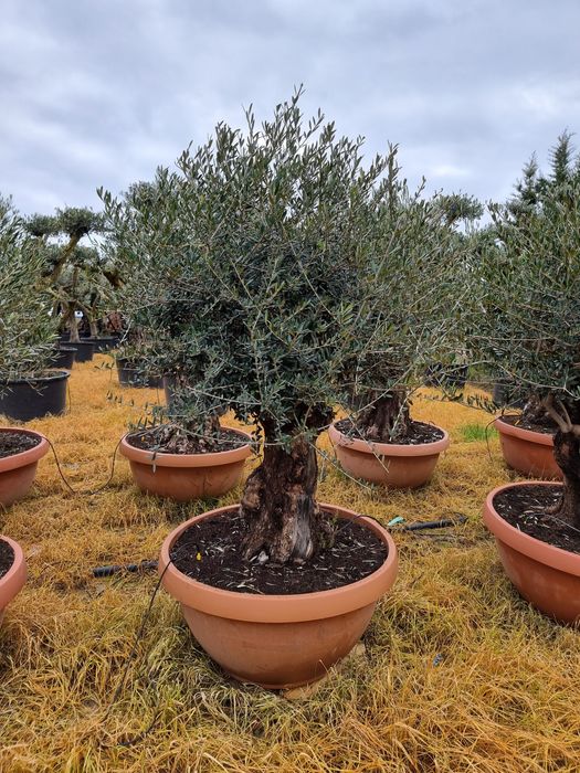 Măslin secular oleo europea