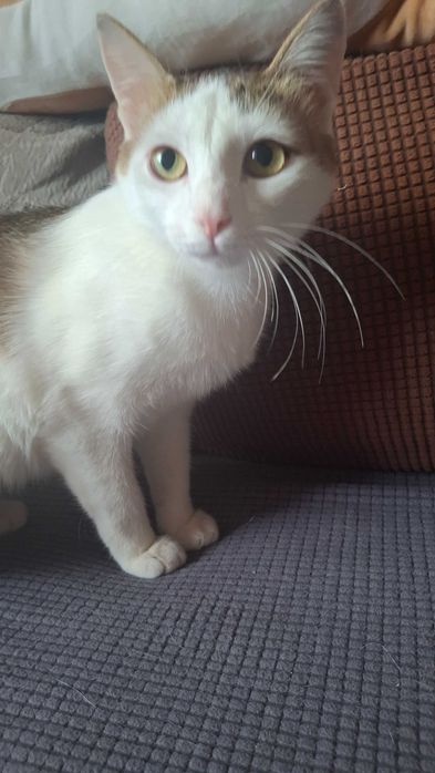 Отдам кошечку в хорошие руки