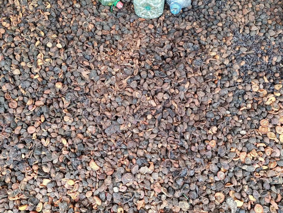 Урик қоқи бор сифатли 55 тунна