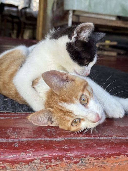 Котята. Три кота и одна кошка