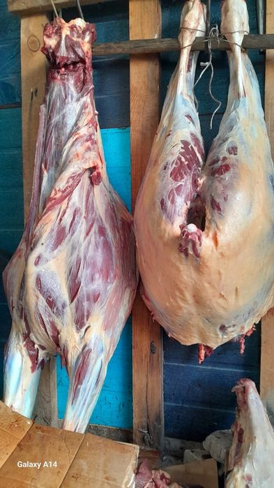 Соғым тайынша еті