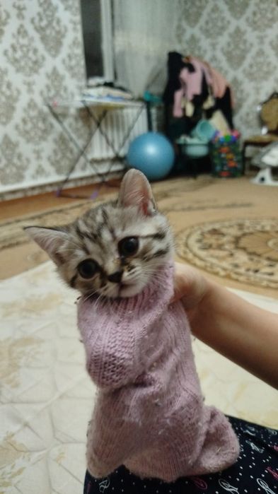 Девочка Шотландка прямоухая