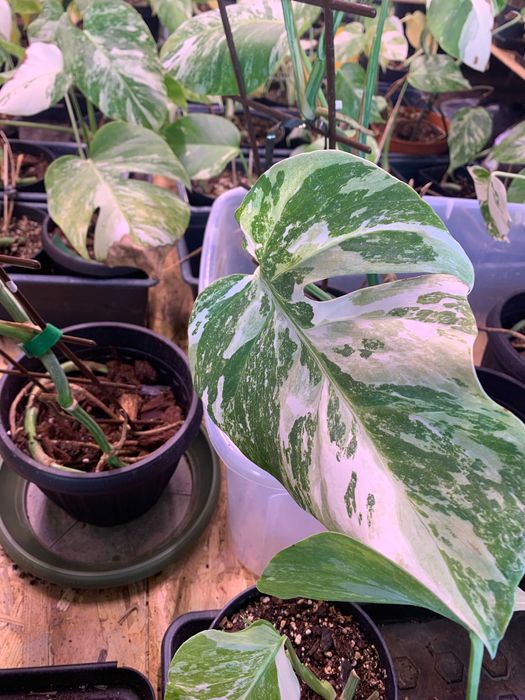 Vand  pui de flori din familia monstera de 3 - 6 luni