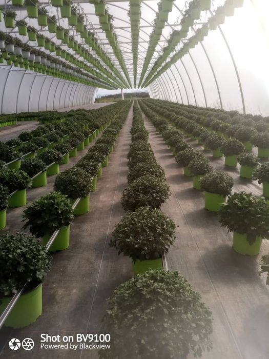 Solarii metalice pt legume fructe