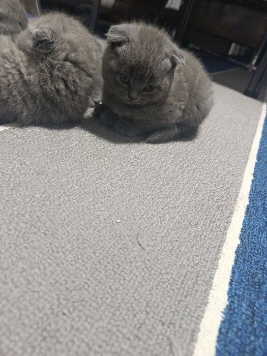 Britanski fold mushuklar sotiladi