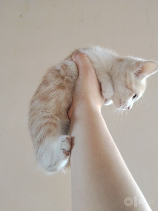котята 2х месячные