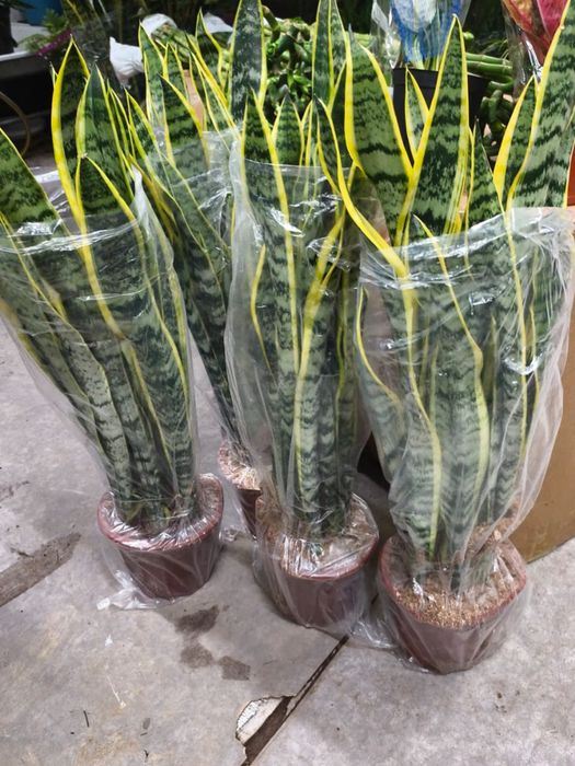 Сансиверия. 10000