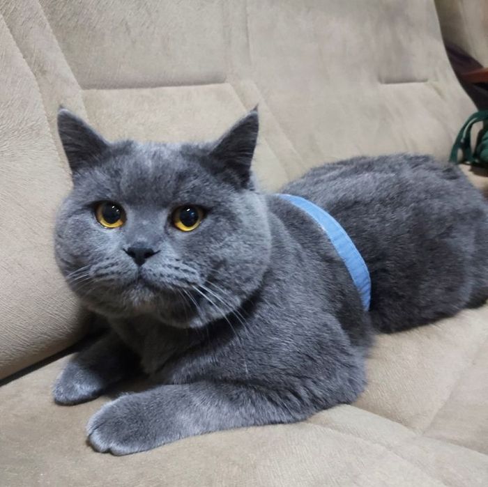 Вязка (насл олиш) Зоти Британский, эркак