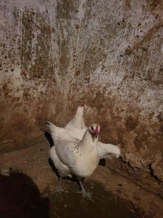 Осы тауықтар сатылады