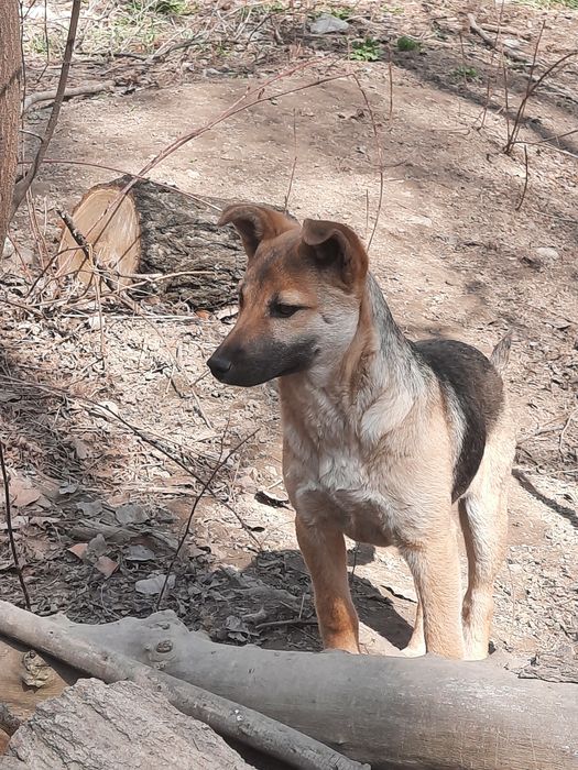 Отдаём в добрые руки