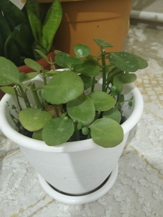 Комнатные растения