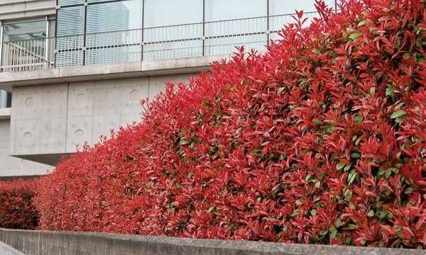 Фотиния " Червен робин" (Photinia x fraseri Red Robin)