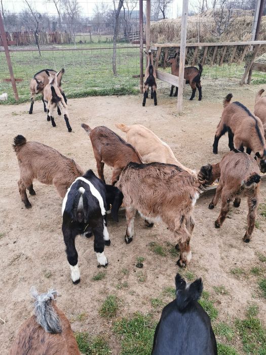 Vind căprițe alpin francez