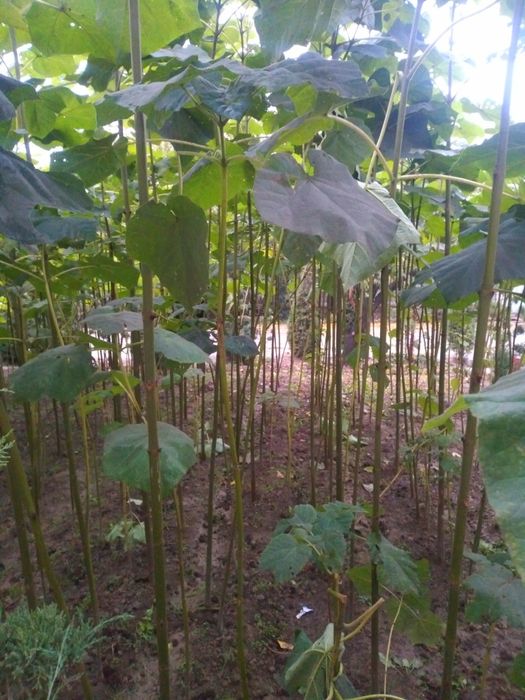 Павлония. 1.5 метрдан 6 метргача