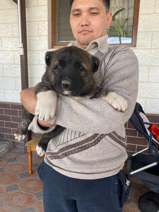 Элитные щенки алабая