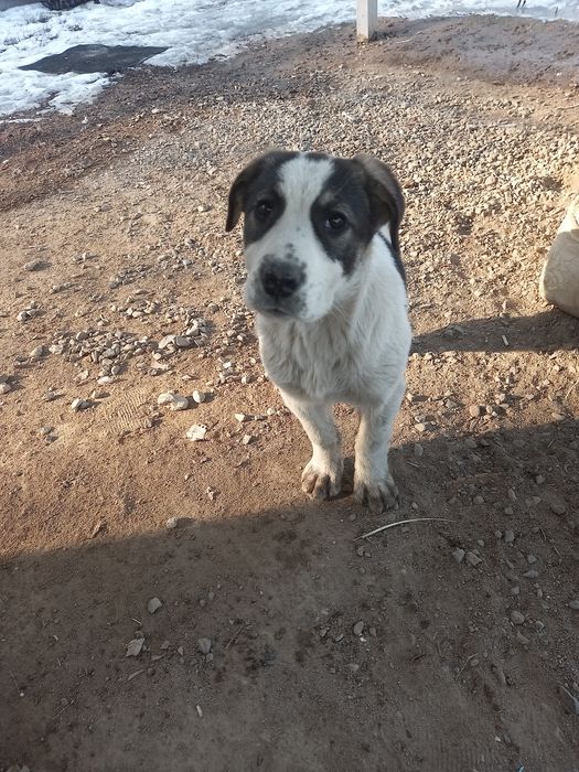 Щенок Алабай. Девочка