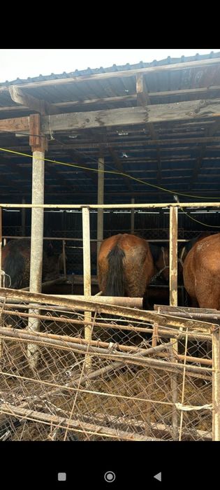 Жылқы сатылады  бордақы