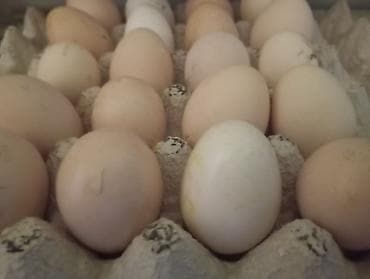 Гусинные домашние яйца ( породистых гусынь)