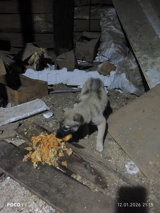 Отдам даром  отдам даром