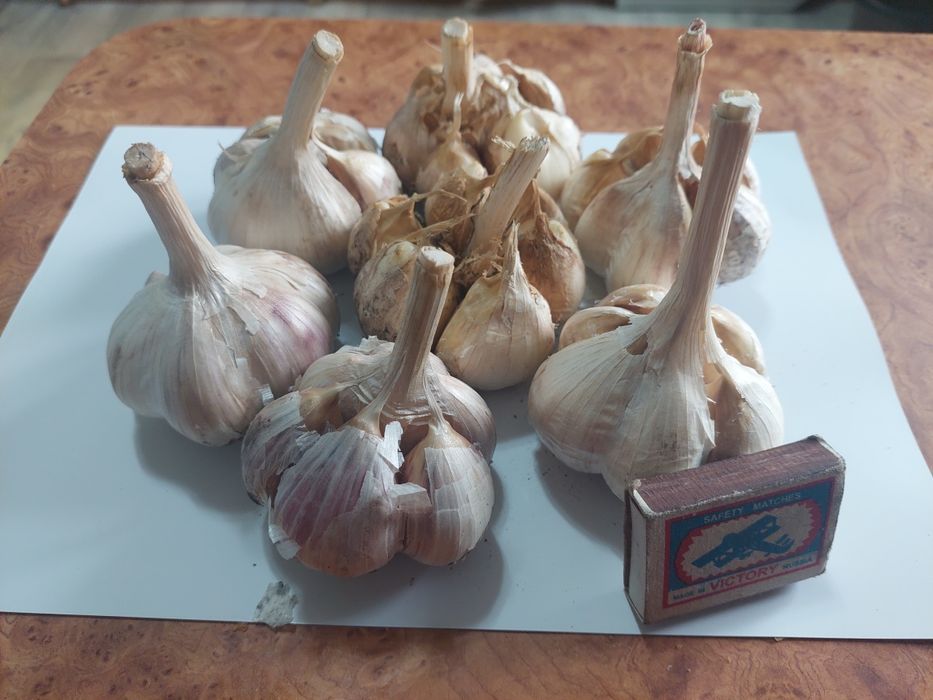Продам чеснок домашний