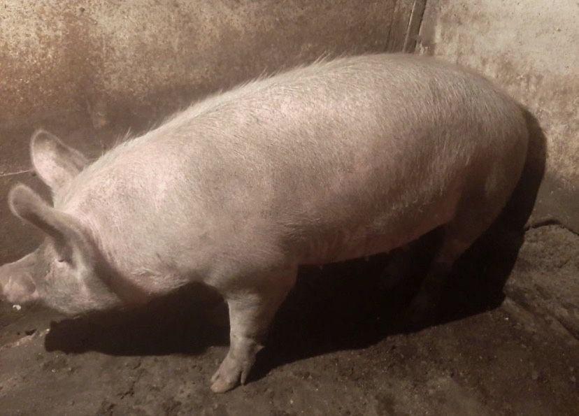 Продам Свинью свиноматка