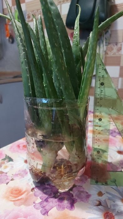 Продам отростки алоэ 1000 т.