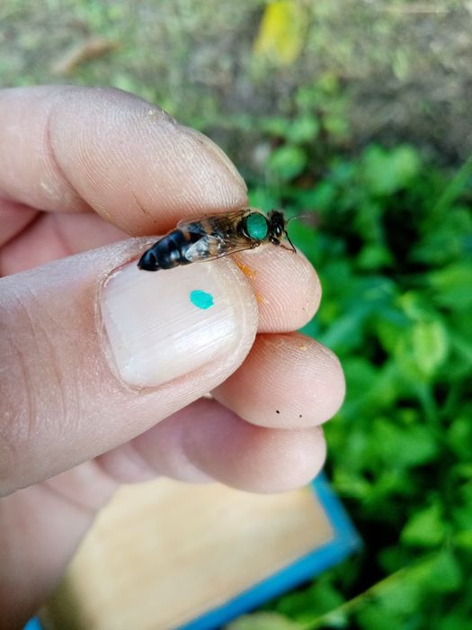 Пчелни майки и отводки сезон 2026