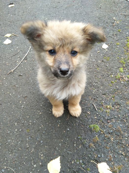 Отдам в заботливые руки щенков