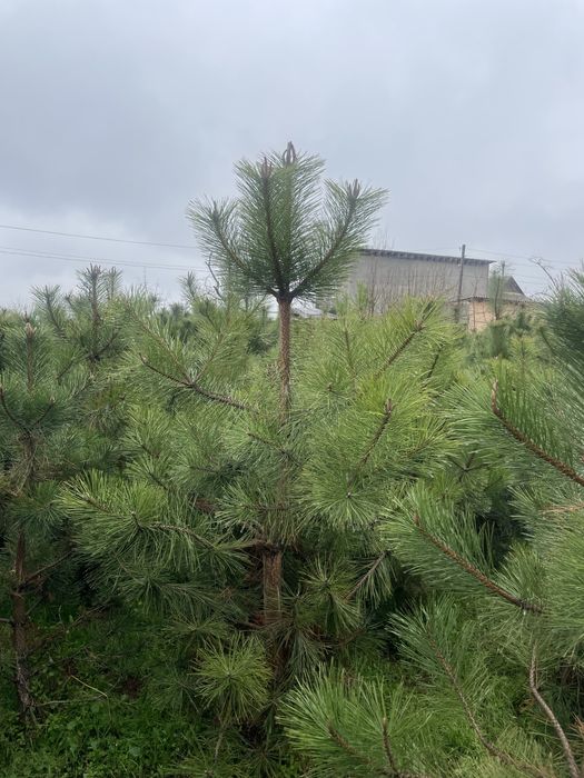 Саженцы көшеттер барлық түрі бар