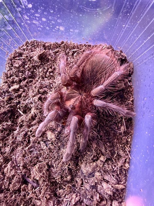 Tarantule si alte nevertebrate