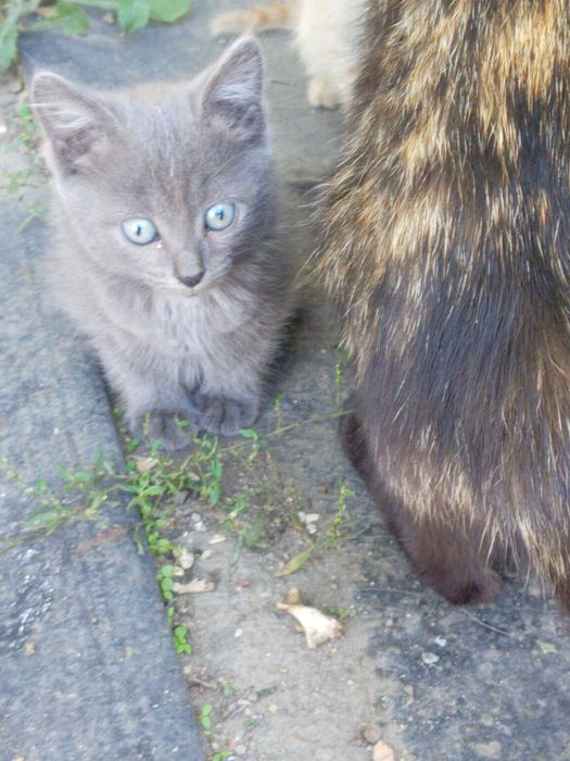 Котята ждут своих маму и папу.