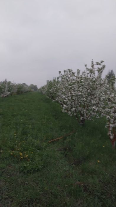 Сад плодоносящий