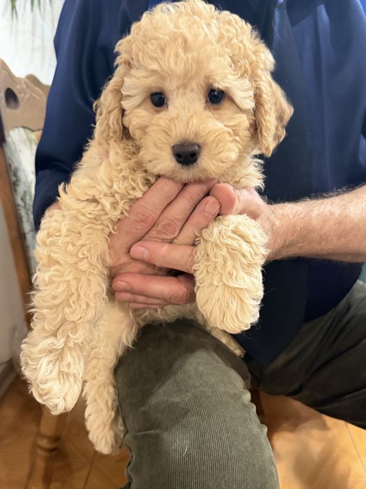 Щенок пуделя  . 2,5 месяцев . 150000