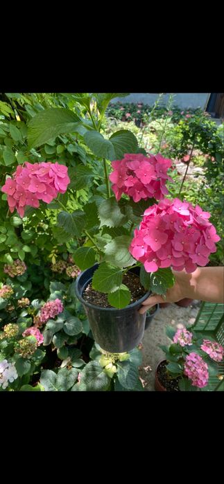 Крупнолистная Гортензия.