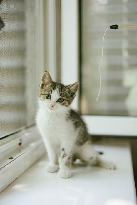 Котенок мальчик 2 месяца
