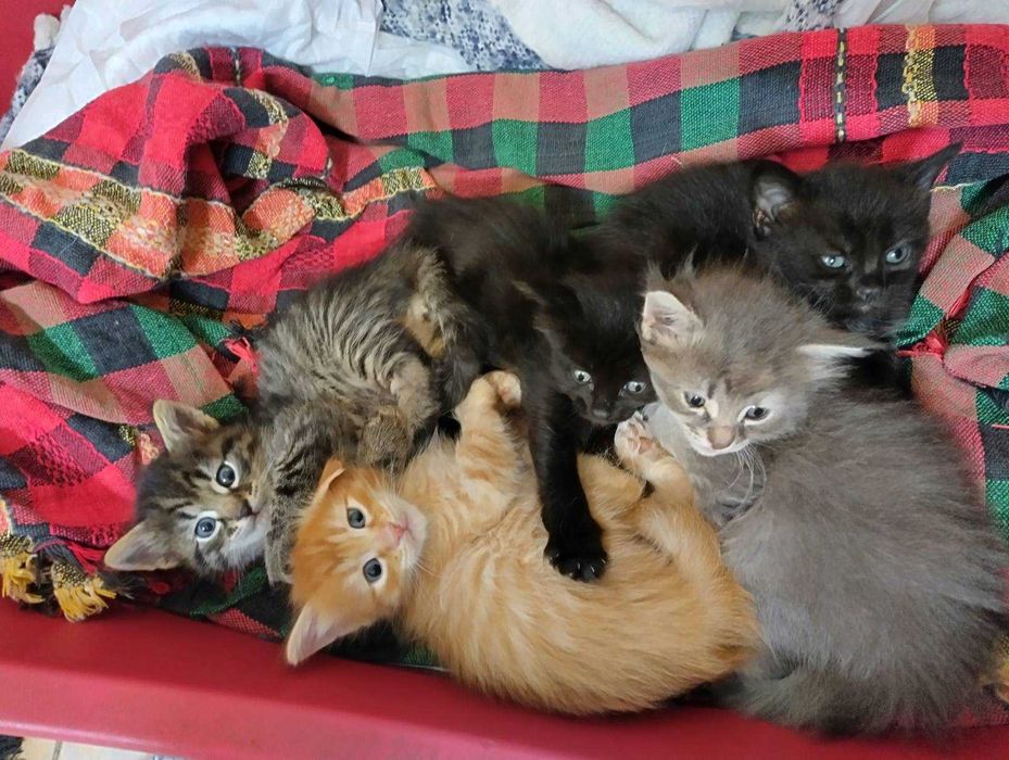 Подарявам шест прекрасни котета