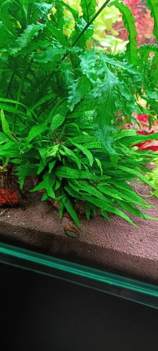 Продам аквариумные ростения