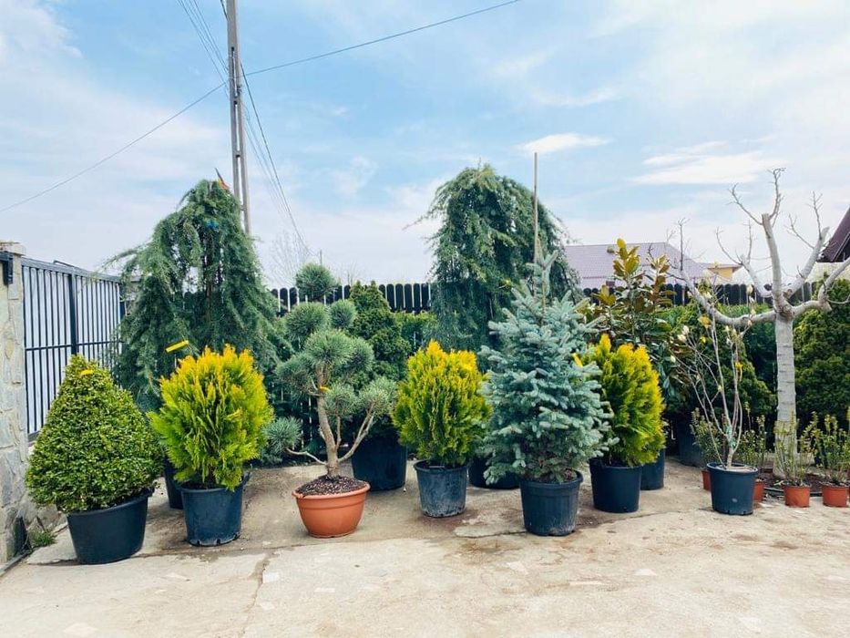 Amenajez curtea cu plante naturale tuia gazon magnolia tei