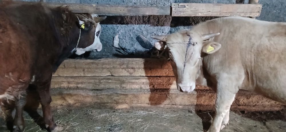 Бұқалар сатылады