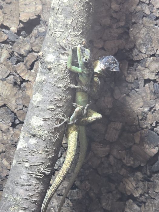 Anolis roquet macouba