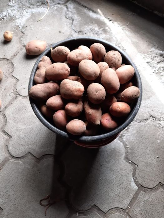 Продам Картофель