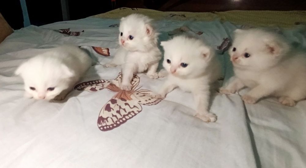 Котята британские чистокровные.