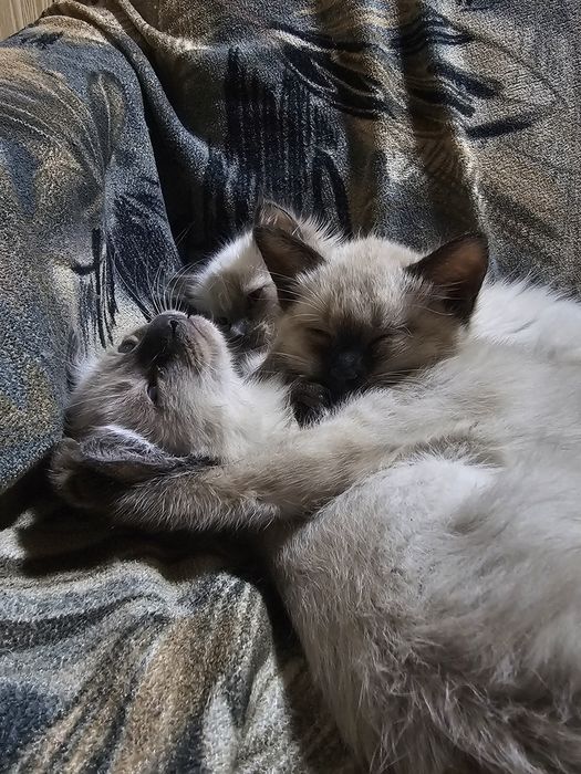 продаются сиамские котята