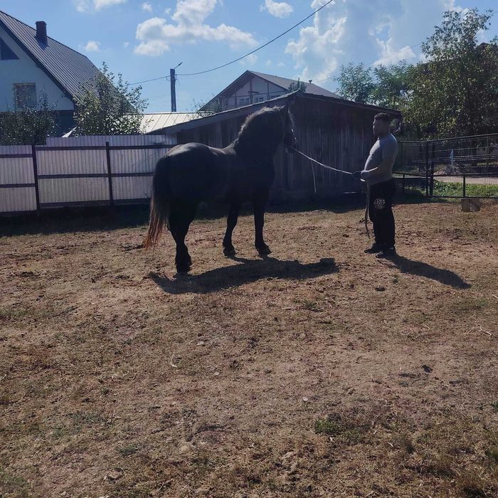 Vând mânz  sur  de 3 ani , cuminte și învățat la  căruță