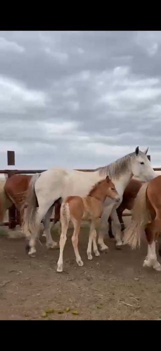 Продаются кобылы