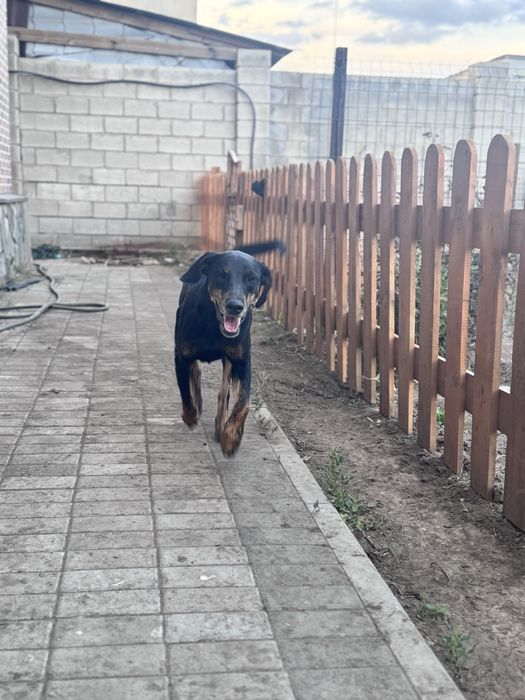 В добрые руки и теплое сердце